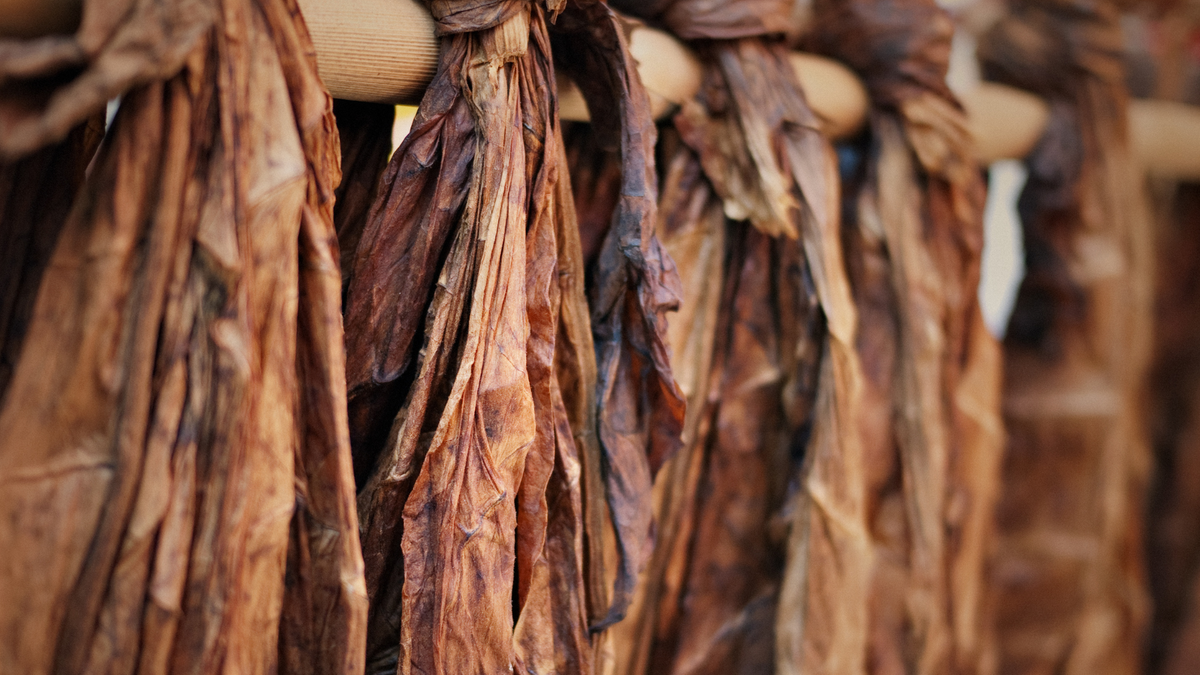 How Climate and Soil Affect Cigar Flavor | El Septimo