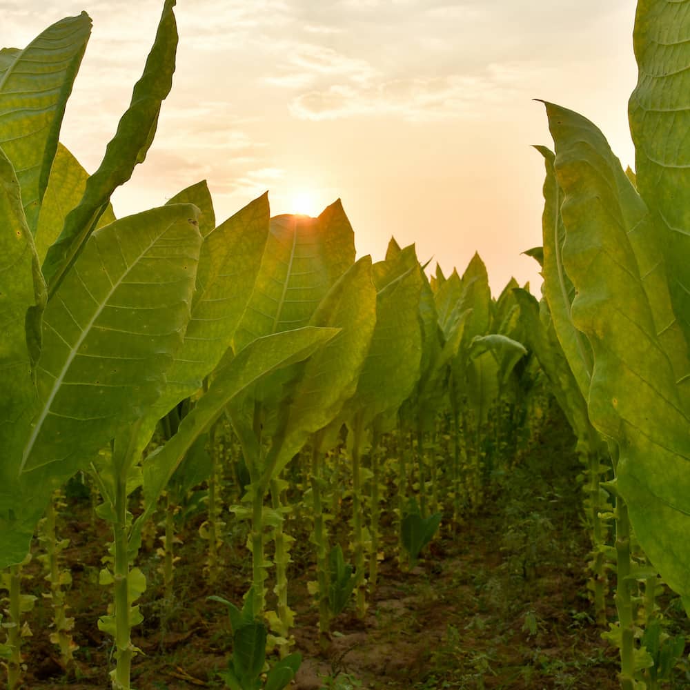 How Premium Cigars Are Made | Step-by-Step Guide